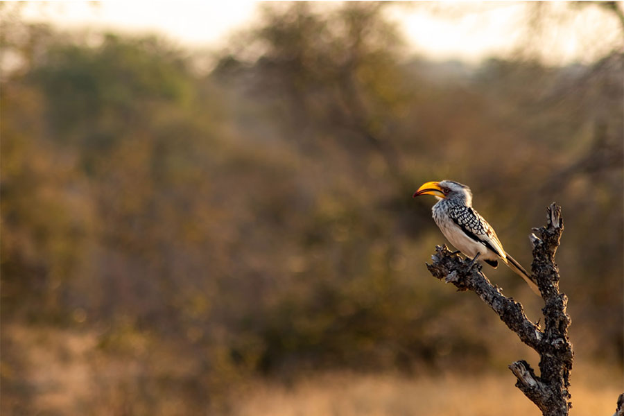 Destinations for Bird Lovers in Africa