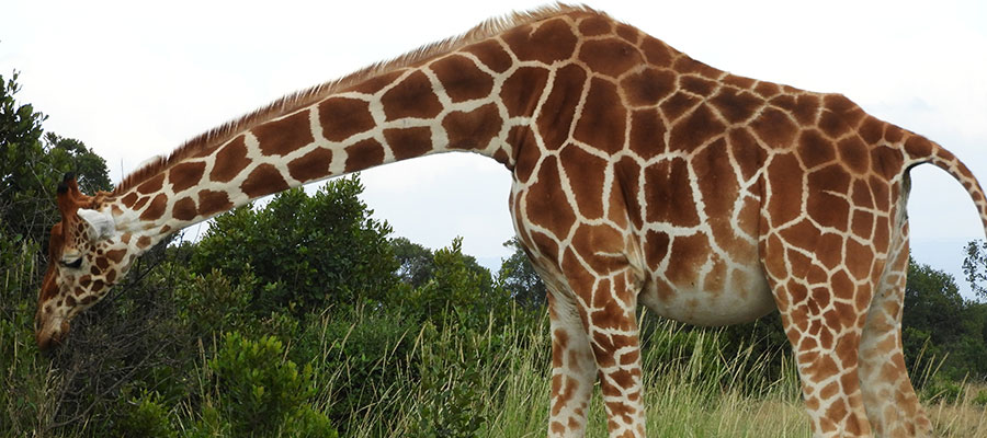 5 best things to do in Nairobi, Kenya (before or after you go ...