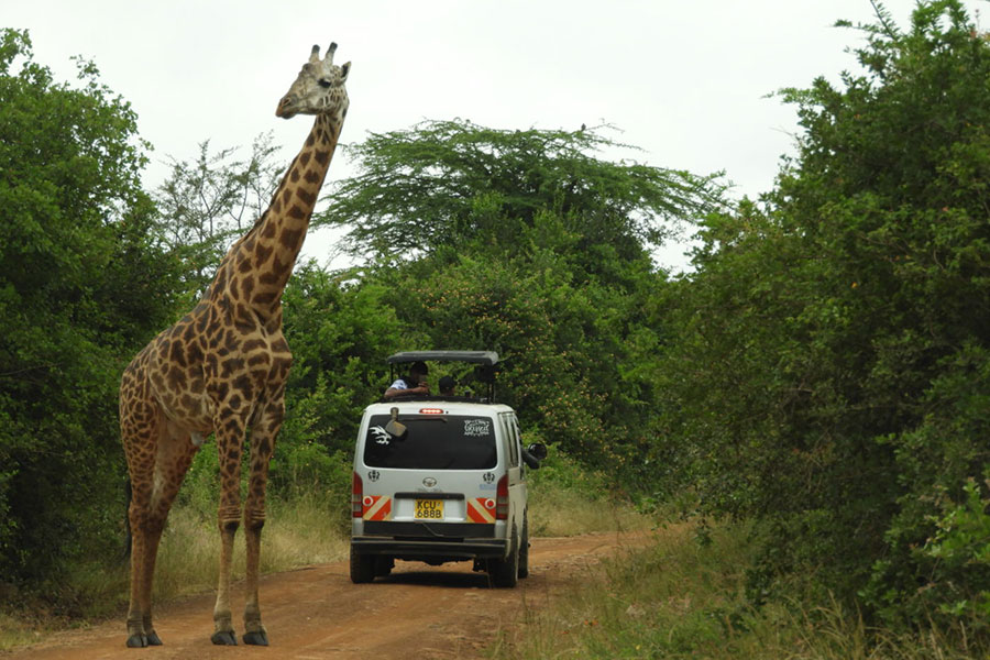 My typical day as a Kenyan safari guide