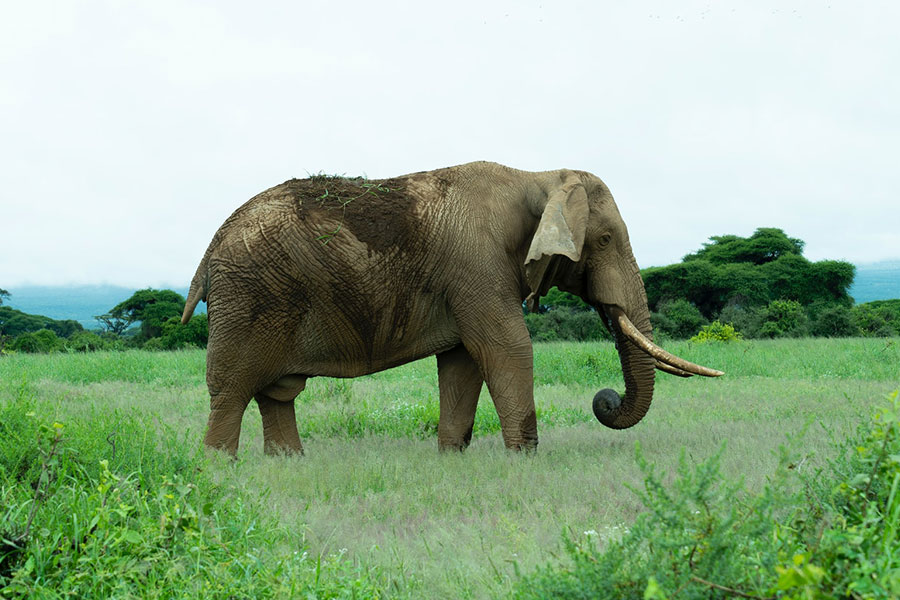 Amboseli National Park