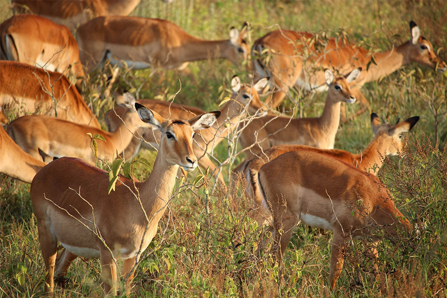 Antelopes of Kenya