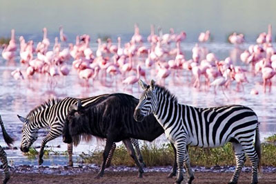 Lake Nakuru National Park - Wasili Kenya Safaris