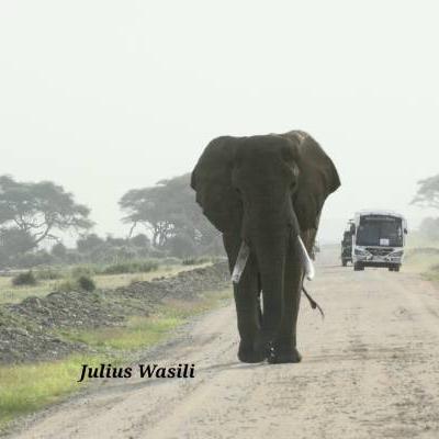 Elephant