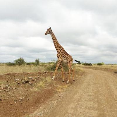 Safarizz